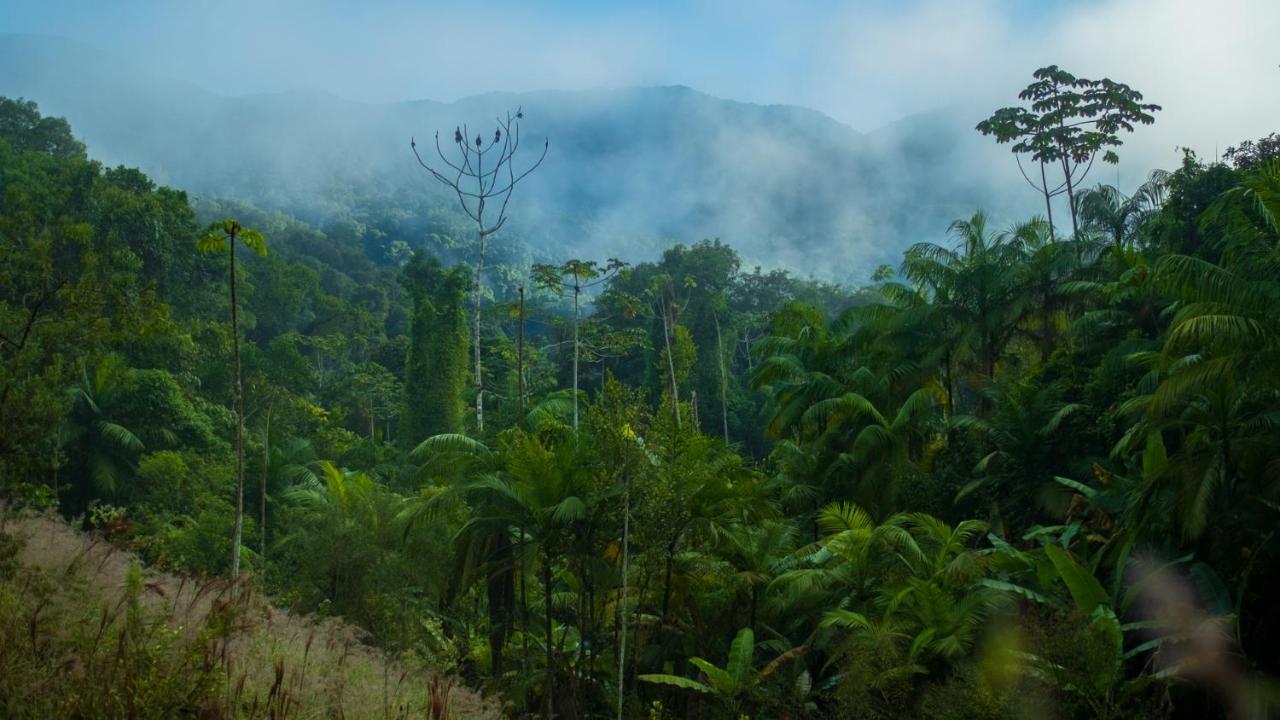 Готель Pousada Salve Floresta Тапіраі Екстер'єр фото