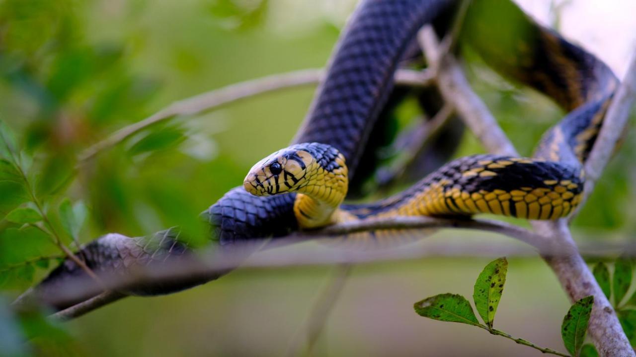 Готель Pousada Salve Floresta Тапіраі Екстер'єр фото